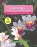 Orchidee Amatorska uprawa storczyków