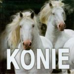 Konie